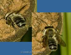 Leaf-cutter Bee enters hole in Cherry tree stump