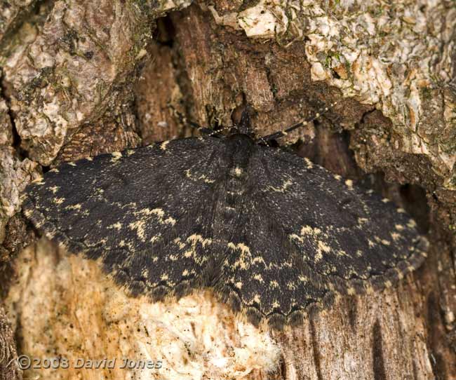 Waved Black moth (Parascotia fuliginaria) on old log (bee hotel)