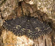 Waved Black moth (Parascotia fuliginaria) on old log