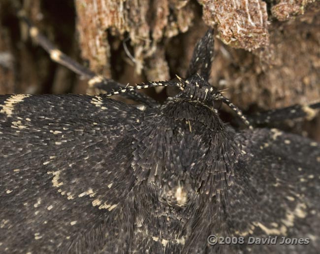 Waved Black moth (Parascotia fuliginaria) on old log (bee hotel) - close-up