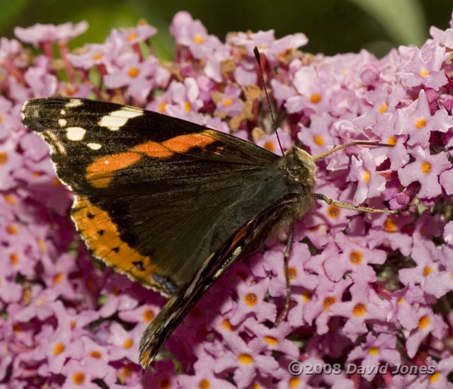 Red Admiral on Buddleia