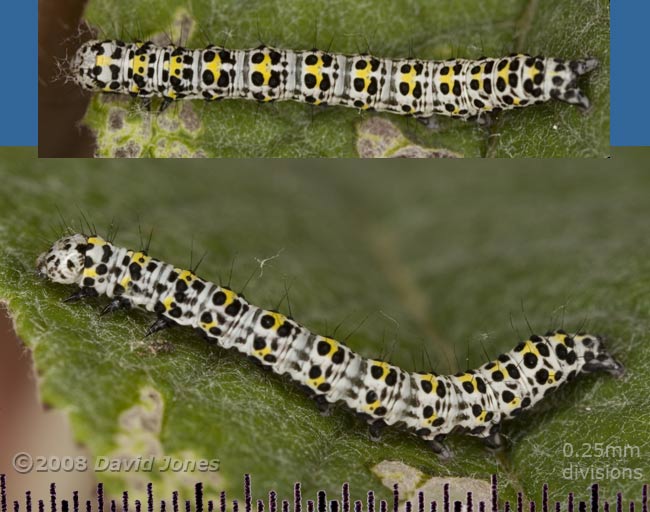 Mullien Moth caterpillar on Buddleia