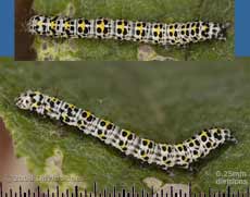 Mullien Moth caterpillar on Buddleia