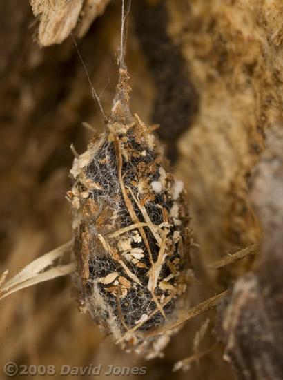 Cocoon of Waved Black moth (Parascotia fuliginaria) on old log (bee hotel) - 1