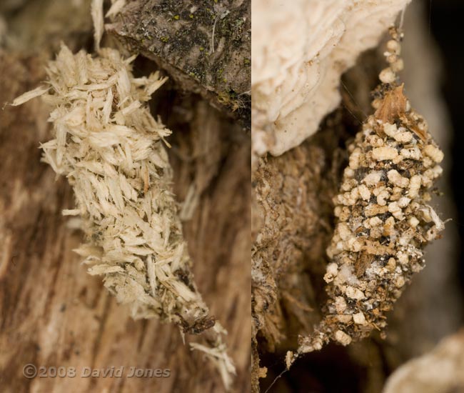 Possible cocoons of Waved Black moth (Parascotia fuliginaria) on old log (bee hotel)