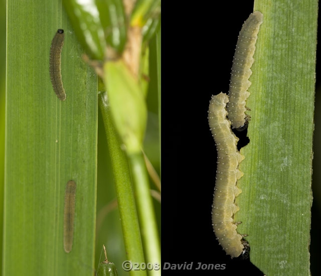 Sawfly (Rhadinocerea micans) larvae on Iris leaf - 2