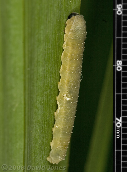 Sawfly (Rhadinocerea micans) larva on Iris leaf - 1