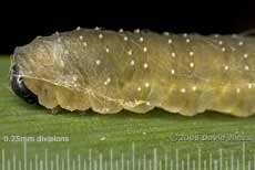 Sawfly (Rhadinocerea micans) larva on Iris leaf - close-up