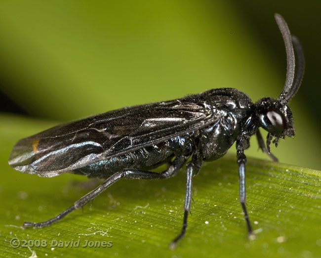 Sawfly (Rhadinocerea micans) on bamboo leaf - side view