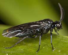 Sawfly (Rhadinocerea micans) on bamboo leaf