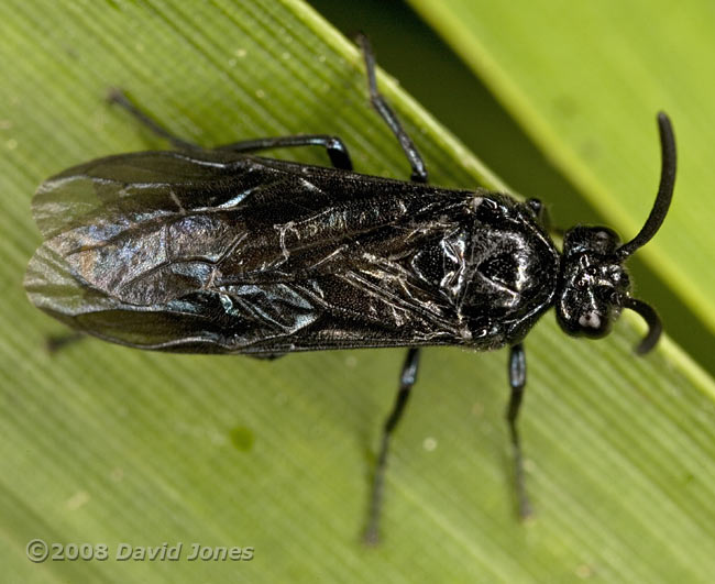 Sawfly (Rhadinocerea micans) on bamboo leaf - dorsal view