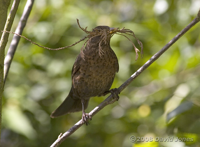 Blackbird female with nest materials