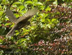 Blackbird female with nest materials enters Berberis bush