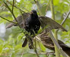 Starling - bad tempered in Rowan