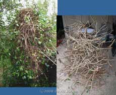 Pruned Ivy tree