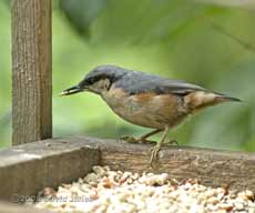 Nuthatch on bird table - 1