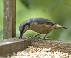 Nuthatch on bird table - 2