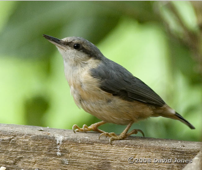 Nuthatch on bird table - 3