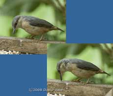 Nuthatch on bird table - 4