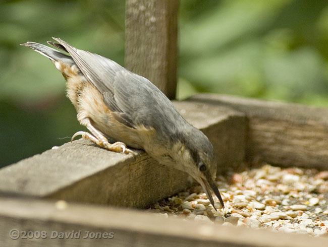 Nuthatch on bird table - 5