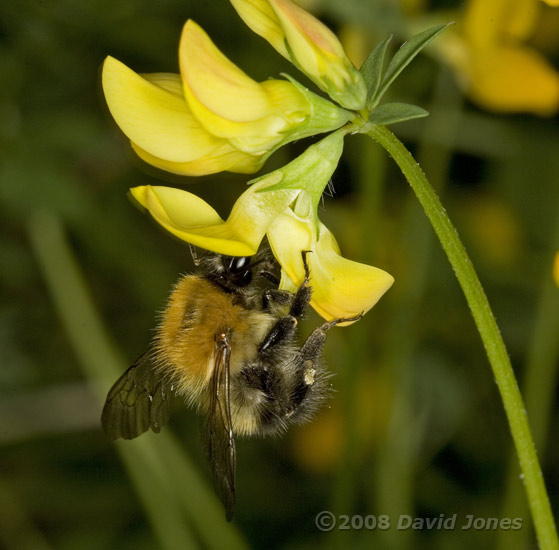 Carder Bee visits Kidney Vetch flowers - 2