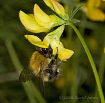 Carder Bee visits Kidney Vetch flowers