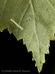 Caterpillar of Apple Leaf Miner works on its hammock - 1