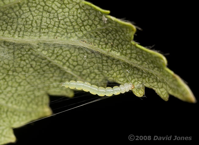 Caterpillar of Apple Leaf Miner works on its hammock - 2