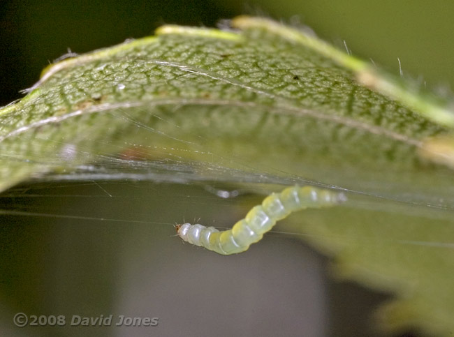 Caterpillar of Apple Leaf Miner works on its hammock - 3b