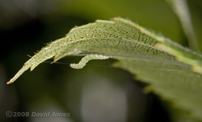Caterpillar of Apple Leaf Miner works on its hammock - 3a