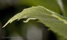 Caterpillar of Apple Leaf Miner works on its hammock - 3