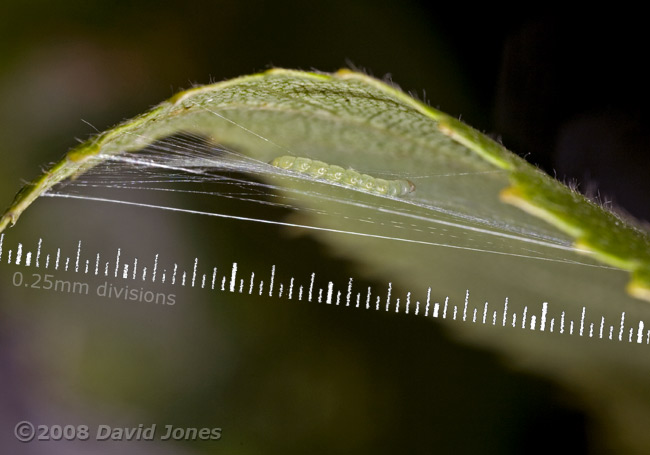 Caterpillar of Apple Leaf Miner works on its hammock - 4