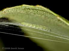 Caterpillar of Apple Leaf Miner works on its hammock - 5