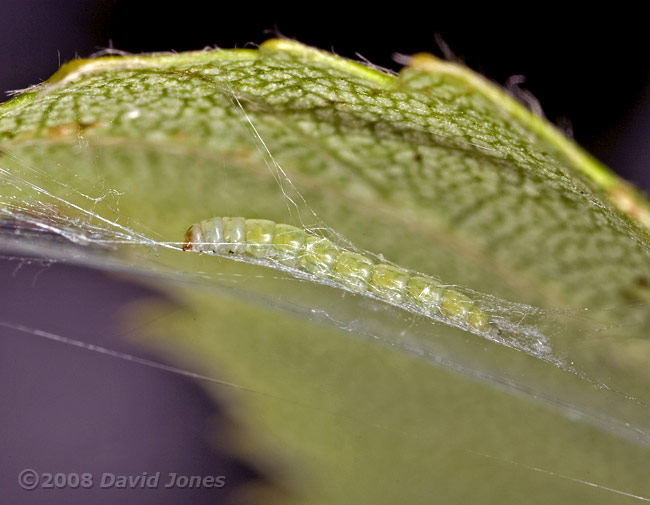 Caterpillar of Apple Leaf Miner works on its hammock - 6