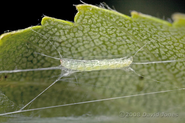 Caterpillar of Apple Leaf Miner works on its hammock - 7
