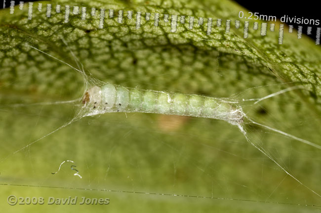Caterpillar of Apple Leaf Miner works on its hammock - 8b