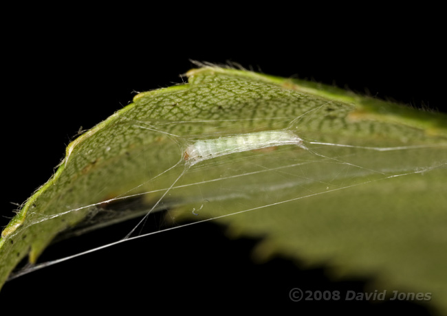 Caterpillar of Apple Leaf Miner works on its hammock - 8a