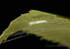 Caterpillar of Apple Leaf Miner works on its hammock - 8