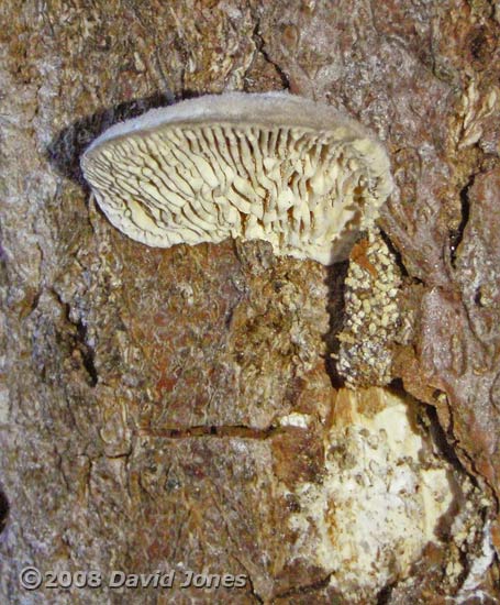 Waved Black cocoon hangs from bracket fungus