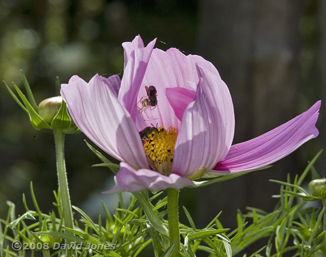 Spider with prey in Cosmos flower - 1