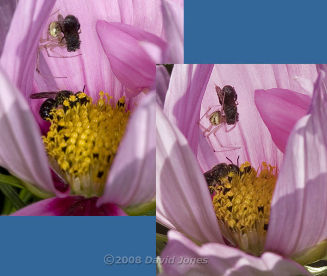 Spider with prey in Cosmos flower - 2