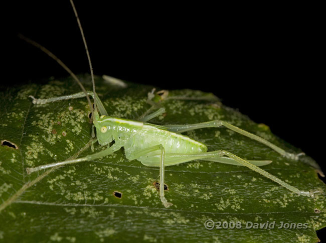 Oak Bush Cricket on Birch leaf