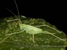 Oak Bush Cricket on Birch leaf