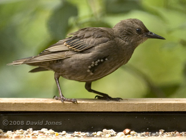 Young Starling on bird table
