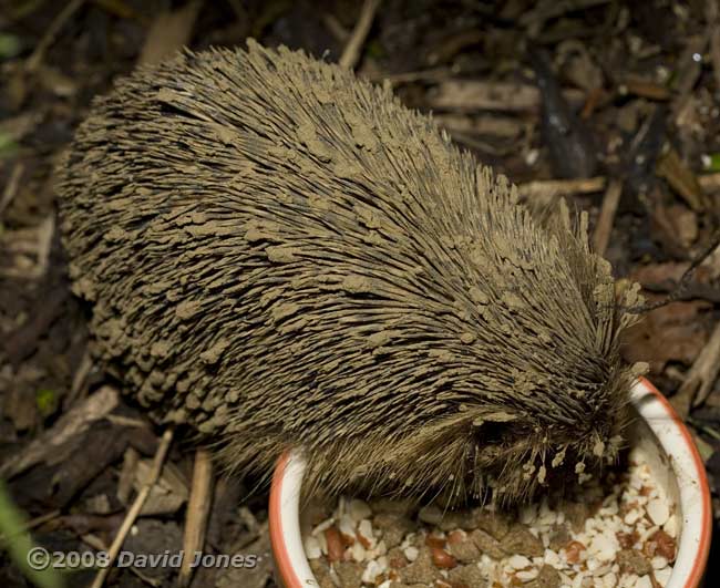 Muddy hedgehog