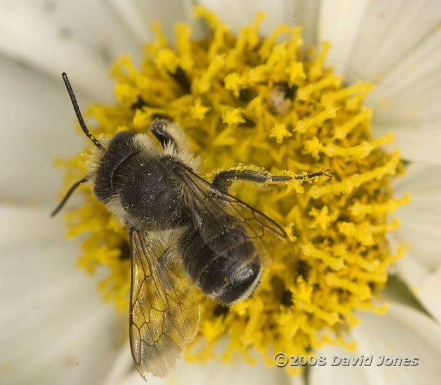 Leaf-cutter bee on Cosmos flower