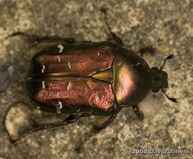 Rose Chafer (Cetnia aurata) - 1 - dorasl view