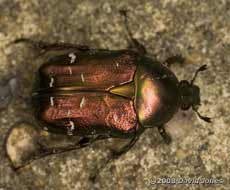 Rose Chafer (Cetnia aurata) - 1 - dorasl view