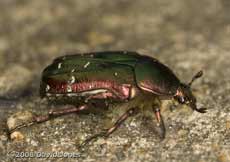 Rose Chafer (Cetnia aurata) - 2 - lateral view