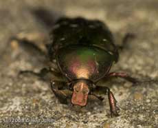 Rose Chafer (Cetnia aurata) - 3 - front view